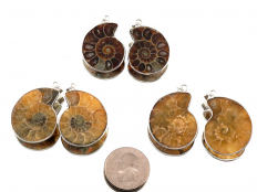 Fossil Ammonite Pendants - 1 pair